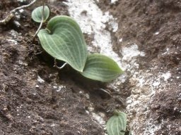 Eriospermum species maybe